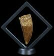 Serrated Carcharodontosaurus Tooth - Very Thick #52463-2